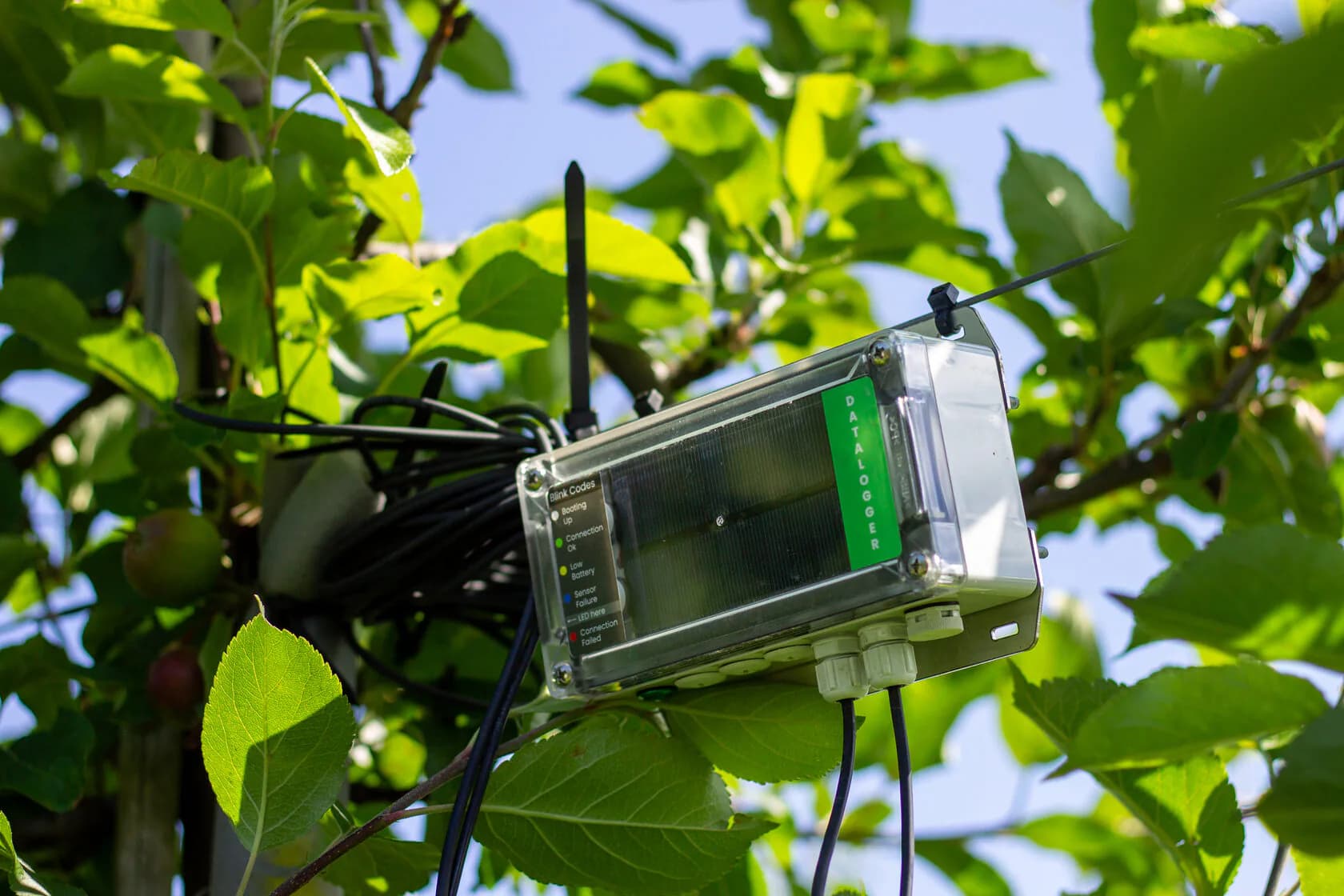 Orchard monitored with SoilSense soil moisture sensors